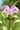 MONARDA FISTULOSA | Wild Bergomot  - Perennial Wildflower Lavender colored blooms July through September.