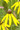 RATIBIDA PINNATA | Yellow Coneflower