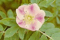 ROSA ARKANSANA | Prairie Wild Rose