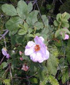 ROSA BLANDA | Meadow Rose
