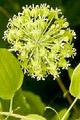 SMILAX HERBACEA  Carrion Flower