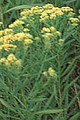 SOLIDAGO GRAMINIFOLIA | Grass-leaved Goldenrod