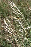 STIPA SPARTEA | Porcupine Grass