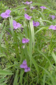 TRADESCANTIA BRACTEATA | Prairie Spiderwort