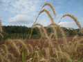 Prairie Grasses Seed Mix