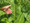 Wonders of the Prairie Plant Kit