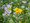 Wonders of the Prairie Plant Kit