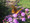 CRP NATIVE SEED MIX | Iowa CP42 Pollinator Mix - Mesic 10/30