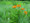 CRP NATIVE SEED MIX | Iowa CP42 Pollinator Mix - Dry Mesic 10/30