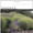 Information on Native Grasses