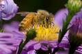 Honey Bee on Wildflower - Buy Pollinator Seed Mix