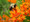 Pollinator Plant Kit