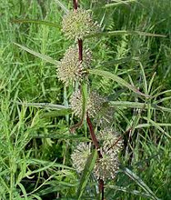 Asclepias hirta - Tall Green Milkweed