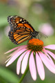 CRP NATIVE SEED MIX | Minnesota CP42 Monarch Pollinator Mix