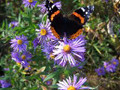 Red Admiral Butterfly on New England Aster - Aster novae-angliae