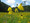 Yellow Coneflower - Ratibida pinnata