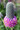 Purple Prairie Clover - Petalostemum purpureum or Dalea purpurem