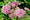Swamp Milkweed, Rose Milkweed - Asclepias incarnata