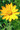 Ox-eye Sunflower - Heliopsis helianthoides