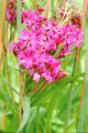 Ironweed - Vernonia fasciculata 