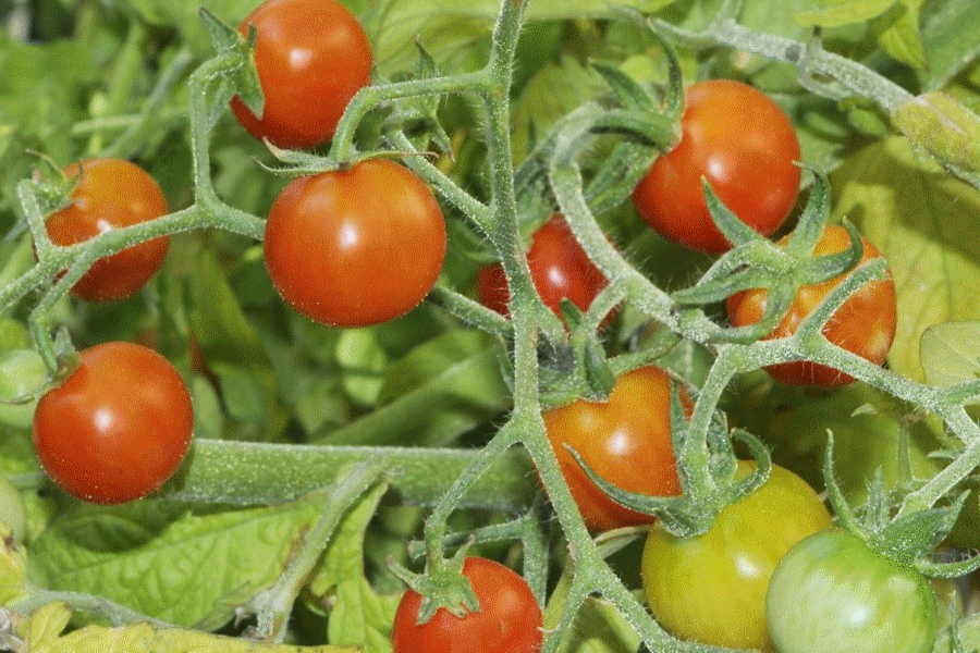 tomato-photo.gif