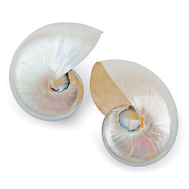 Nautilus shells sold in Pairs, 7.5" X 7.5"X 7"