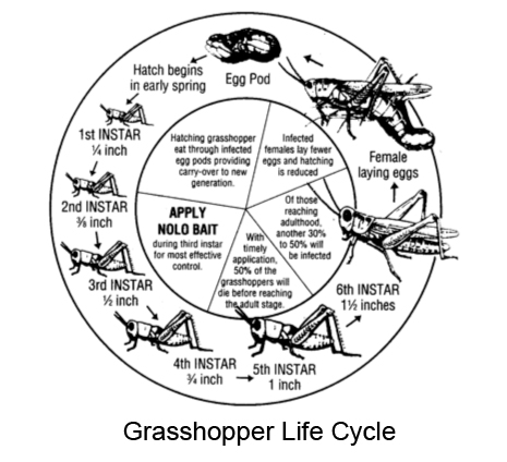 grasshopper-life-cycle.jpg