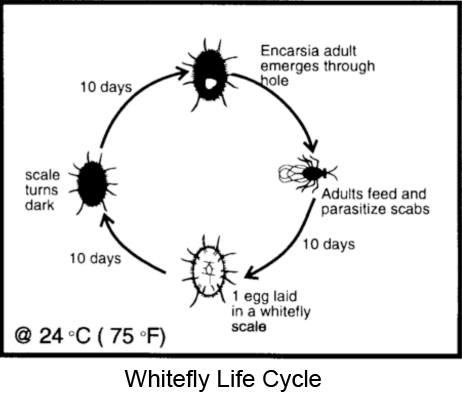 whitefly-life-cycle.jpg