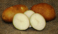 Organic Potato - Burbank Russet