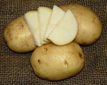 Organic Potato - Kennebec