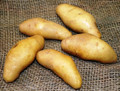 Organic Potato - La Ratte