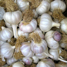 Native Creole Garlic - Bulk