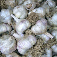 Northern Italian Red Garlic - Bulk Seed