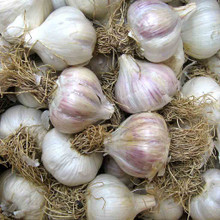 Romanian Red Garlic - Bulk