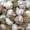 Romanian Red Garlic - Bulk