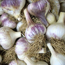 Siberian Garlic - Bulk