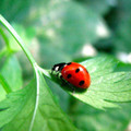 Ladybugs - 1/2 Pint