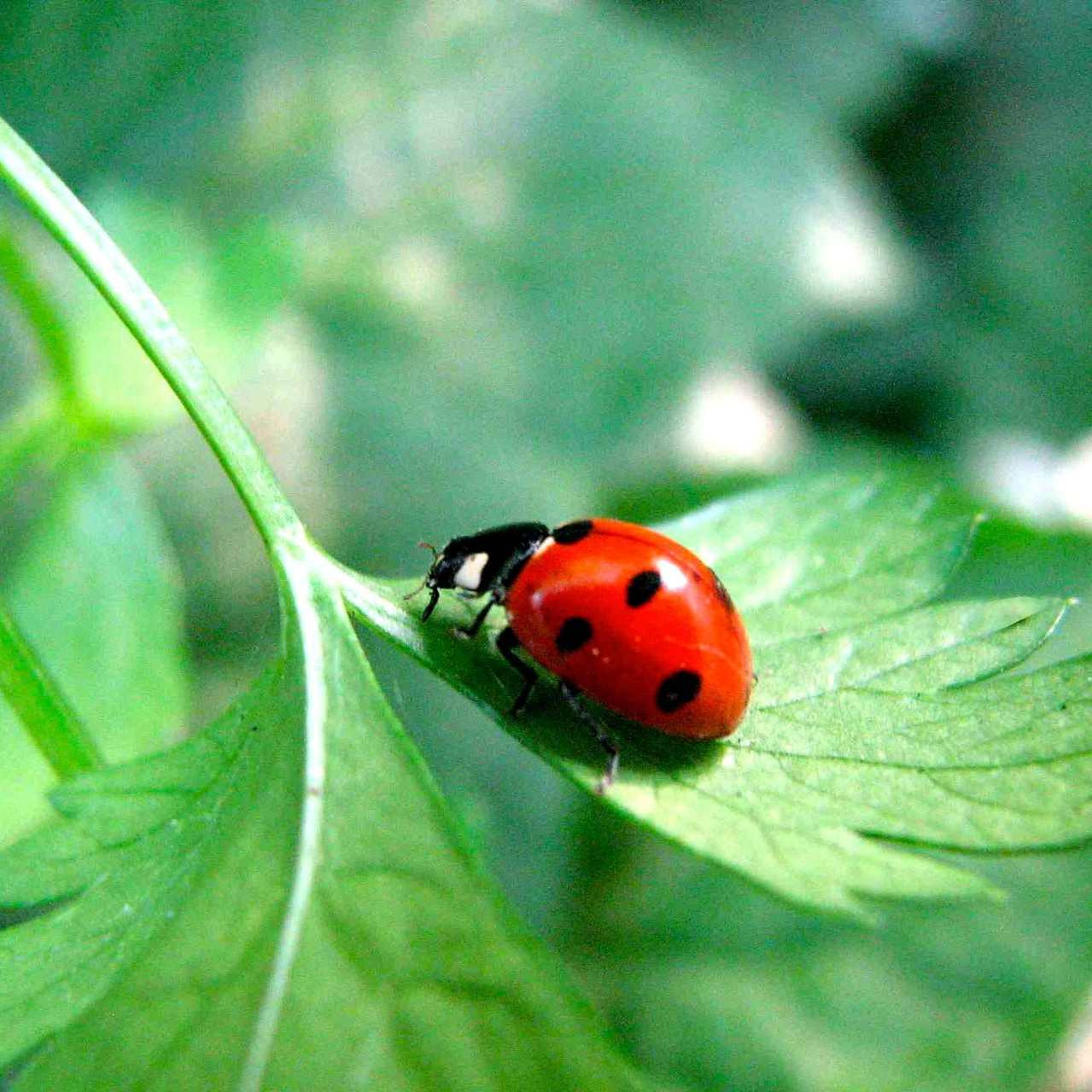 ladybugs 1 2 pint harmony farm