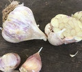 Inchelium Red Garlic - Bulk