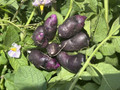 Organic Potato - Purple Violet (1 pound)