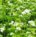 Buckwheat - Certified Organic