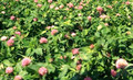 Kenland Red Clover - Certified Organic