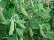 Biomaster Peas - Certified Organic