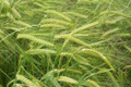 Barley - Certified Organic