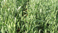 Cayuse White Oats - Certified Organic