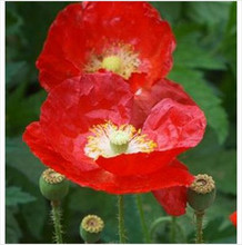 American Legion Poppy