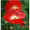 American Legion Poppy