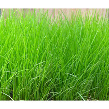 Pacific Living Tall Fescue Blend Seeds