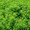 Alfalfa - Certified Organic