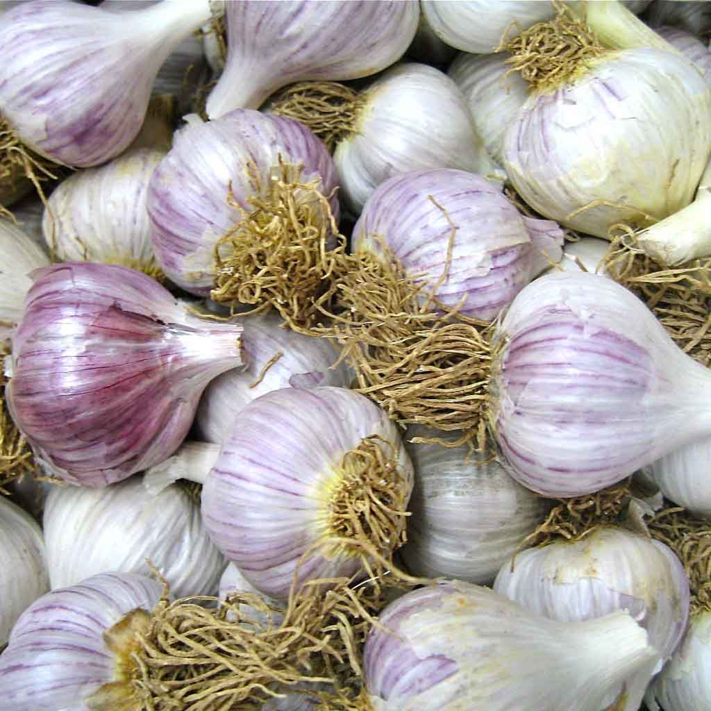 California Early Garlic Harmony Farm